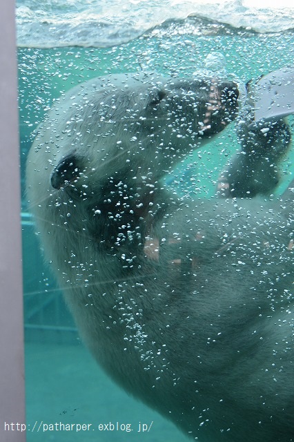 ２０１５年２月　とくしま動物園　その４_a0052986_0182613.jpg