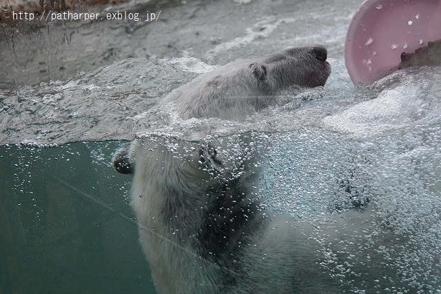 ２０１５年２月　とくしま動物園　その４_a0052986_0252716.jpg