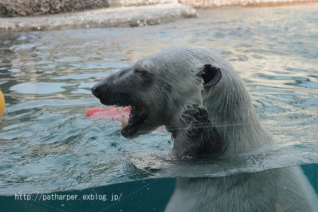 ２０１５年２月　とくしま動物園　その４_a0052986_034469.jpg