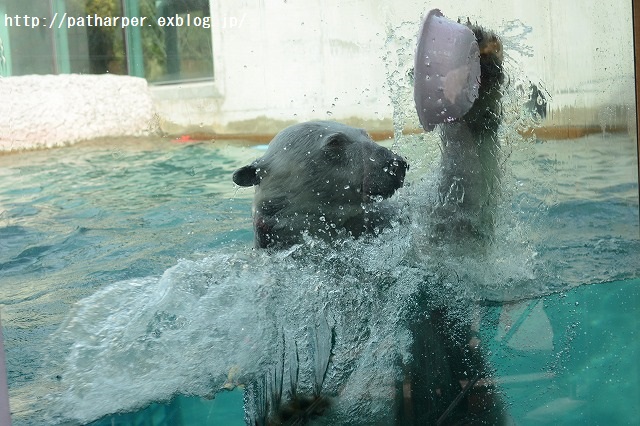 ２０１５年２月　とくしま動物園　その４_a0052986_051191.jpg