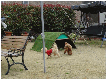 b0175688_22570261.gif