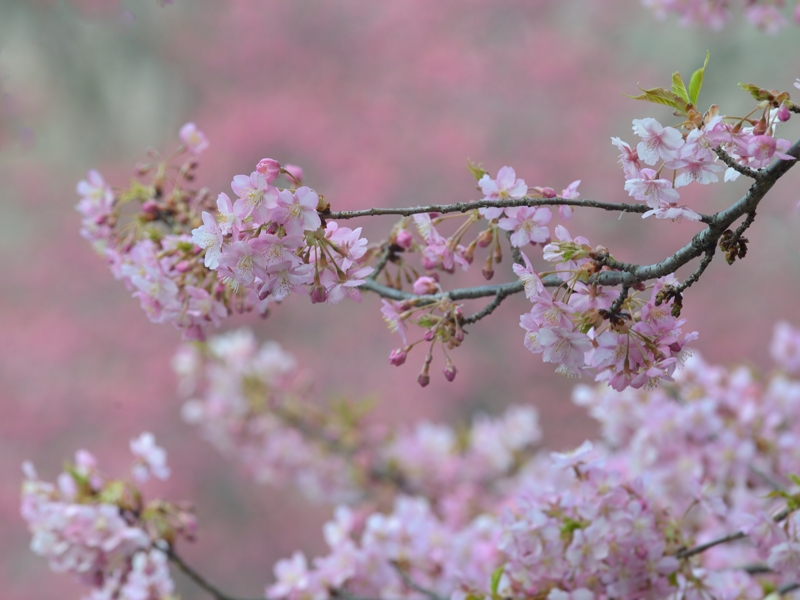 春をさがして（２）（河津桜/ヒヨドリ）_a0204089_5492166.jpg