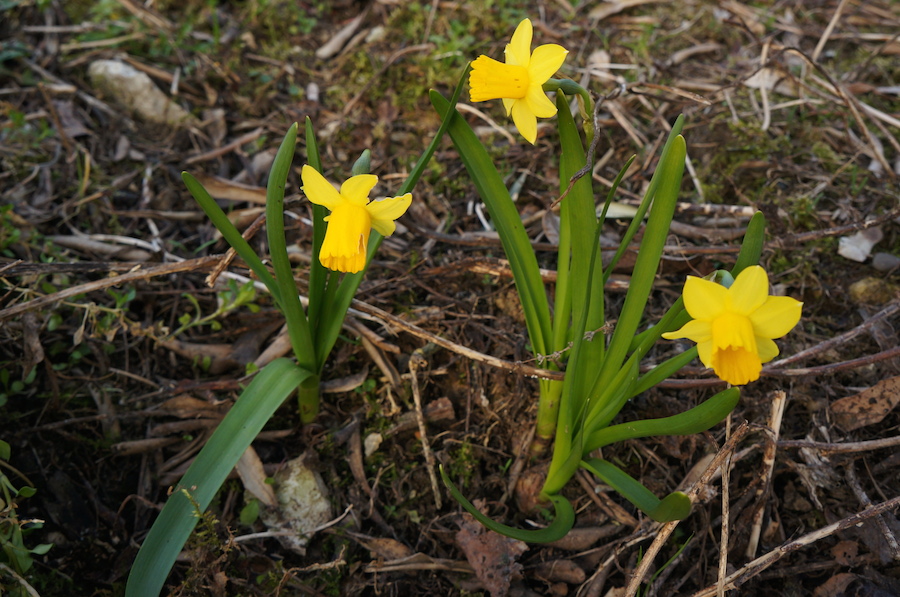 春_f0106597_5543010.jpg