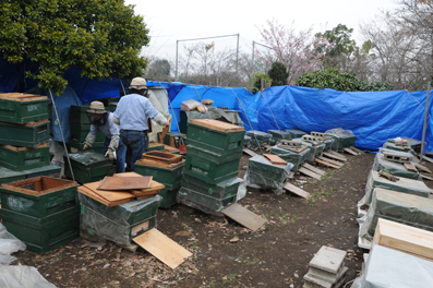 小金井公園の菜の花とミツバチ☆_e0297499_10365311.jpg