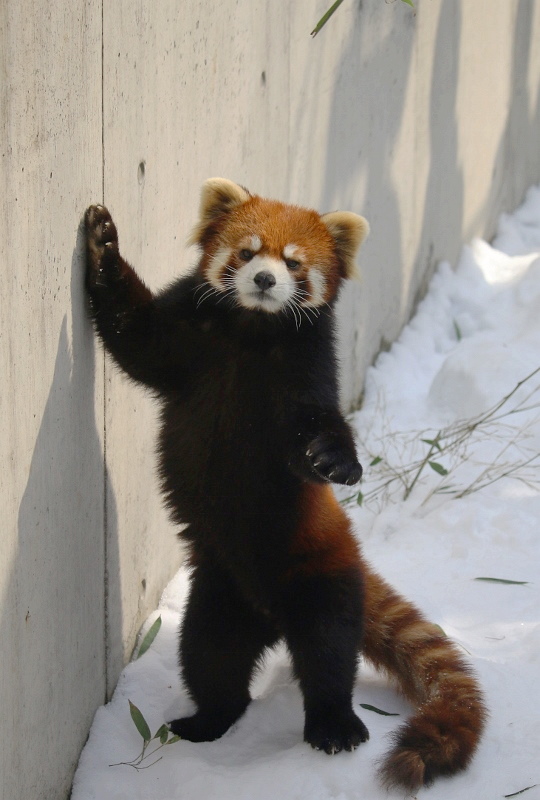 冬の旭山動物園_a0306502_025033.jpg