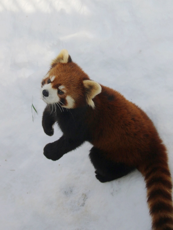 冬の旭山動物園_a0306502_04455.jpg