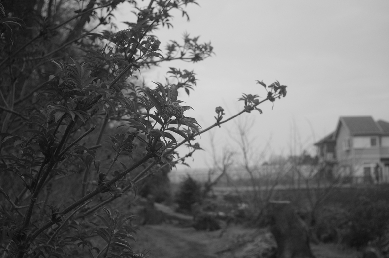 c0171206_8531565.jpg