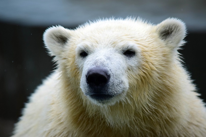 ロシア・ノヴォシビルスク動物園のシルカ (Шилка Красиновна) の ロシア・ノヴォシビルスク動物園のシルカ (Шилка Красиновна) の
