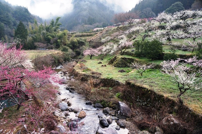 新城 川売の梅編 その１ 愛知から日帰りできる山に登っちゃおう Zakkyの週末自然散策