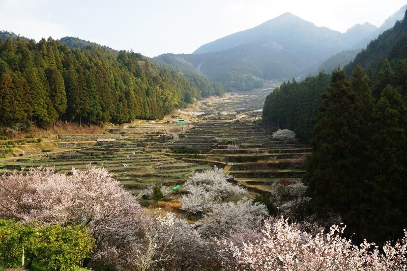 新城　千枚田の梅編　_e0292414_12442501.jpg