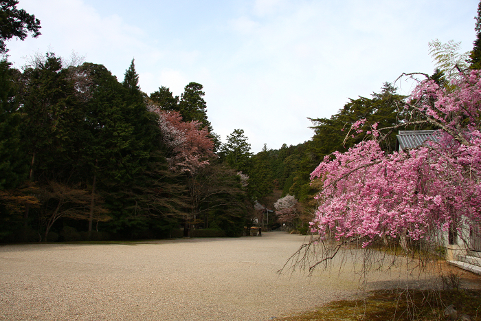 高雄の桜 －神護寺－_b0169330_1585718.jpg