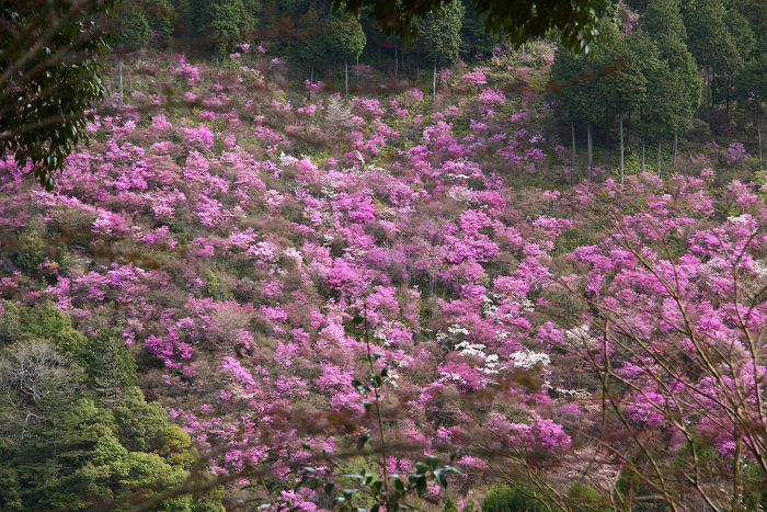 高雄の桜 －神護寺－_b0169330_8211060.jpg