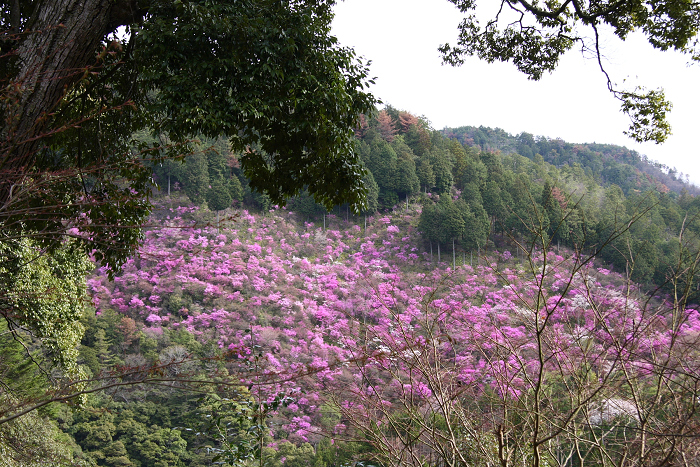 高雄の桜 －神護寺－_b0169330_821583.jpg