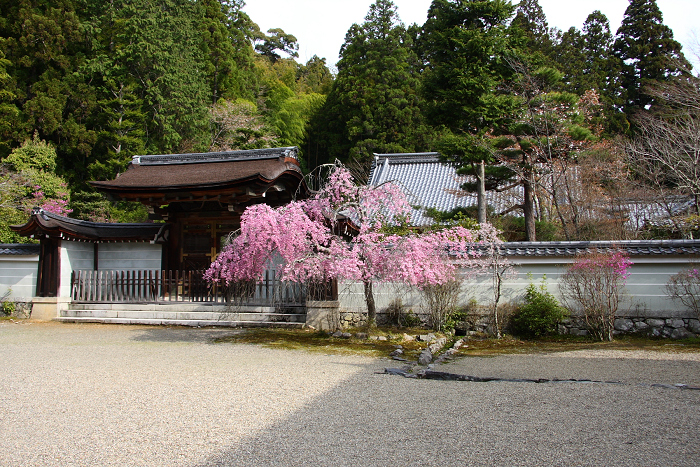 高雄の桜 －神護寺－_b0169330_992799.jpg