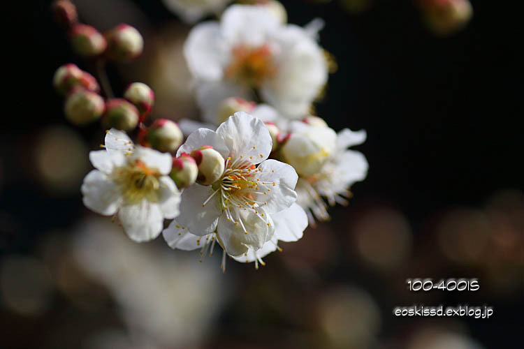 《花》　梅　55-250mm　（興禅院）_c0080036_051994.jpg