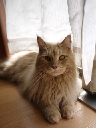 猫のお留守番 りんくんなつくんはなちゃんうめちゃんめいくんたけくん編。_a0143140_2130962.jpg