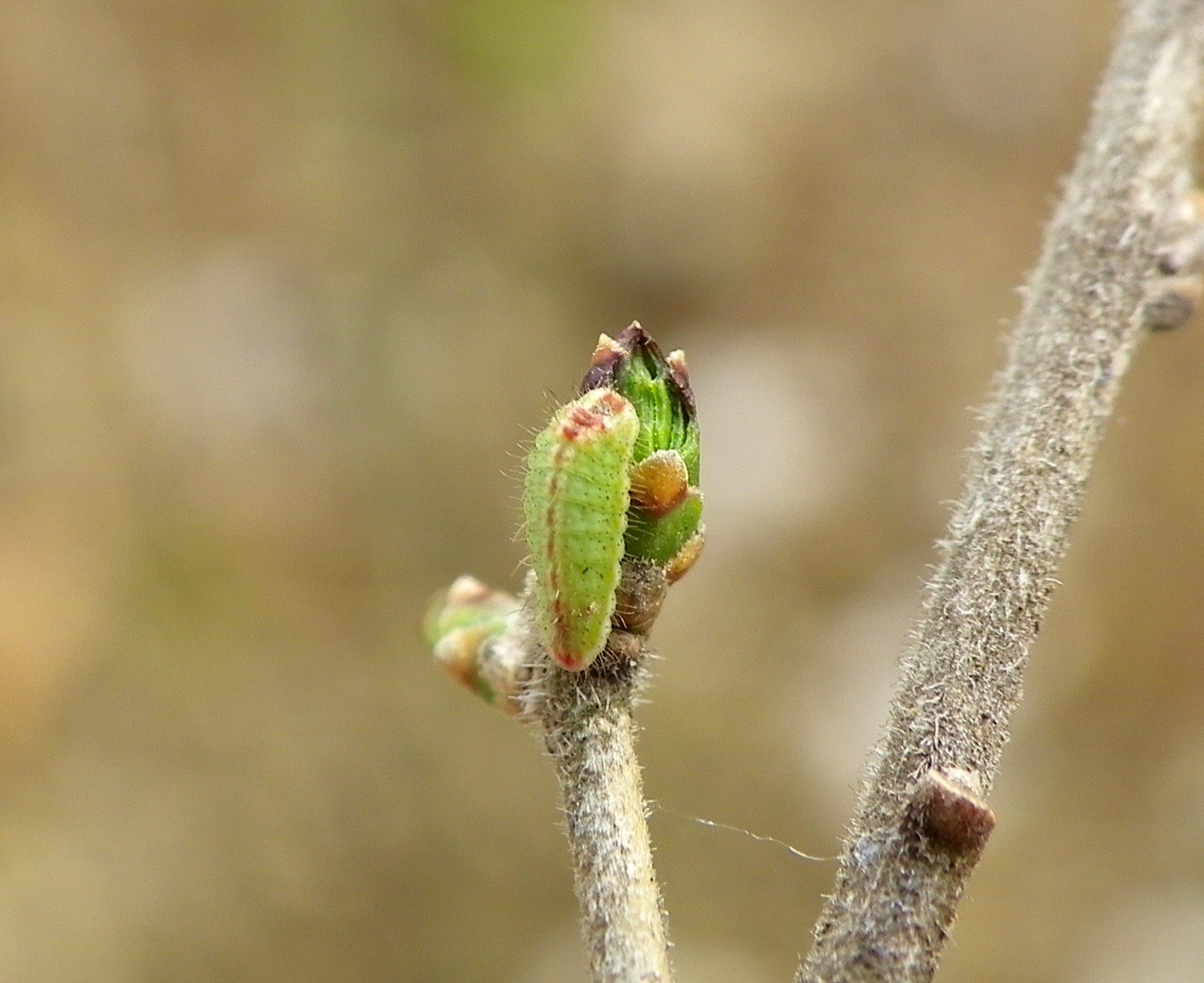 ウラゴマダラシジミ幼虫　3月21日（土）庭のイボタノキ_d0254540_2030398.jpg