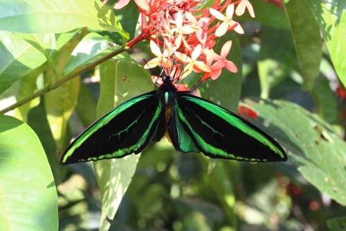 ミドリメガネトリバネアゲハ（1オス・ビヤク島/インドネシア