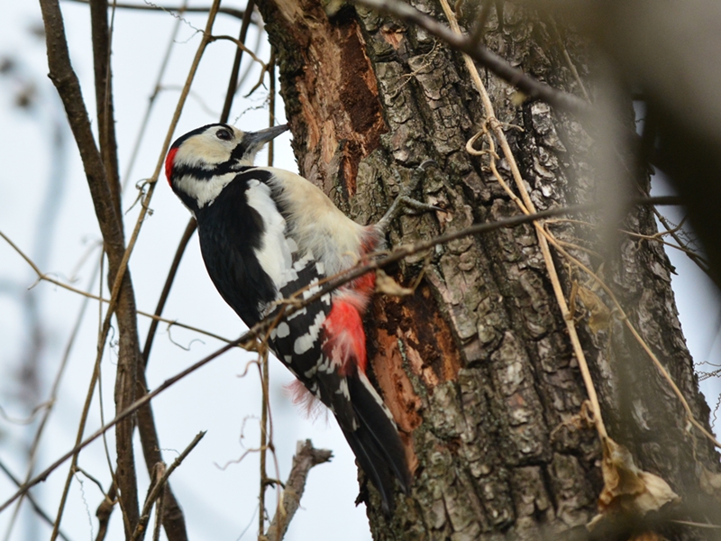 アカゲラ（赤啄木鳥）/Great Spotted Woodpecker_b0309841_22183967.jpg