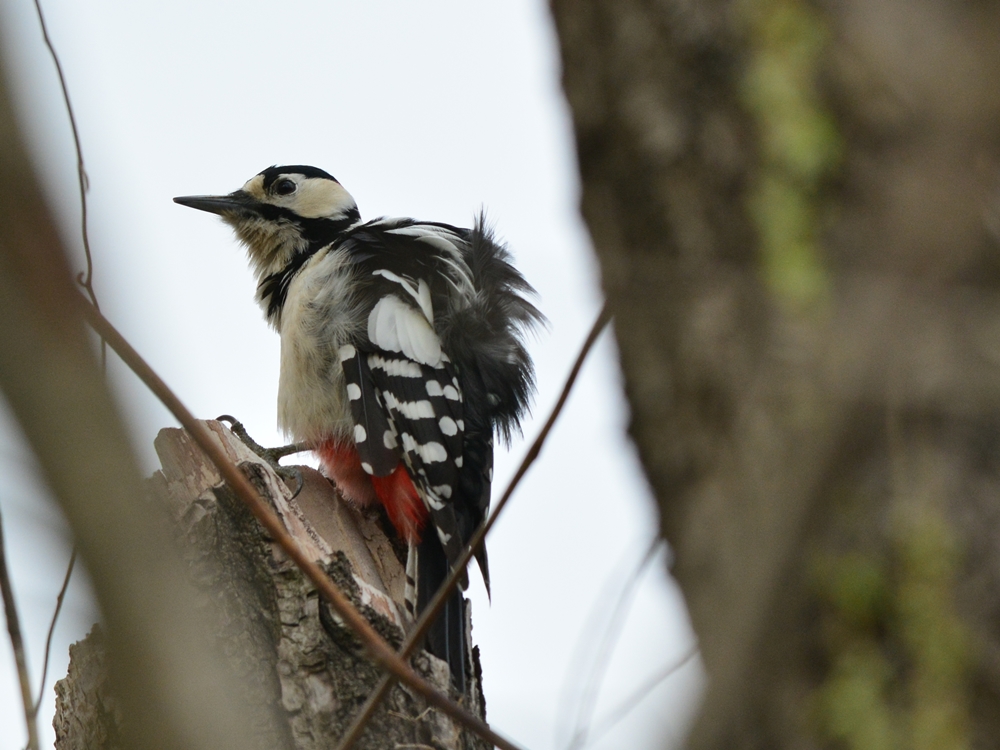 アカゲラ（赤啄木鳥）/Great Spotted Woodpecker_b0309841_22192168.jpg
