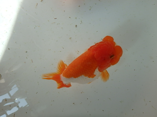 f0334143_1041035.jpg