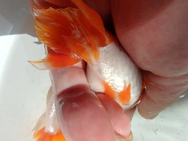 f0334143_1043733.jpg