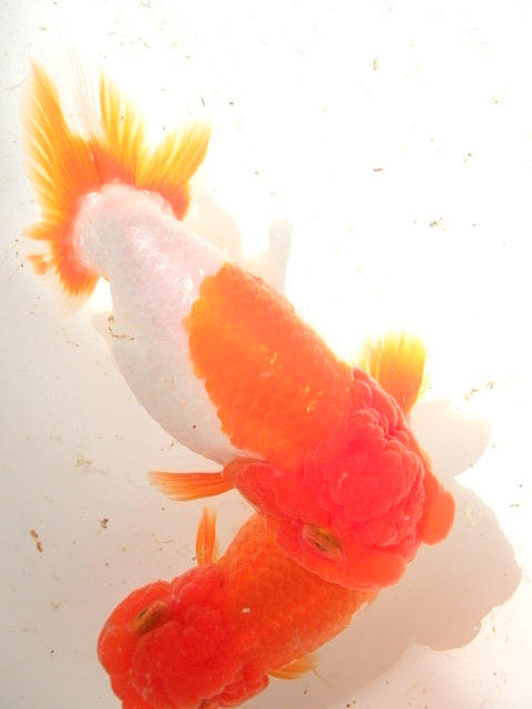 f0334143_105515.jpg