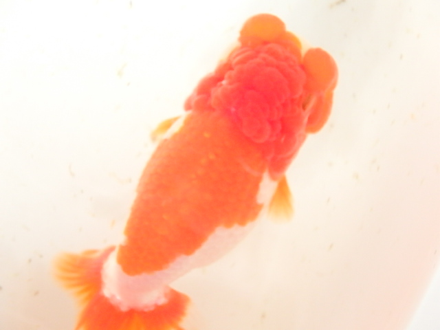 f0334143_1084643.jpg