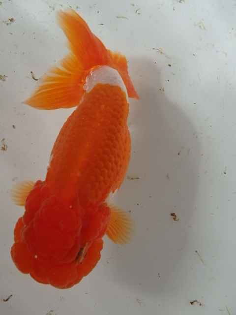 f0334143_1094418.jpg