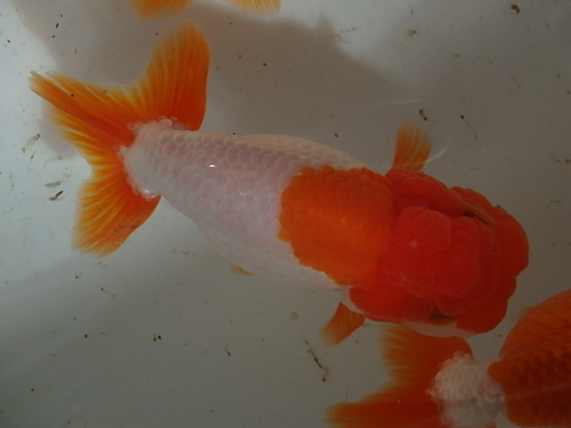 f0334143_109592.jpg