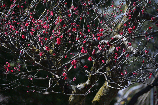 c0093046_1931410.gif