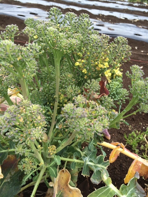 蚕豆防鳥ネット完成　　　畝の雑草取りと葉物野菜の収穫_c0222448_16252960.jpg