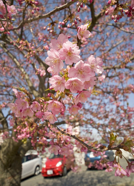 「河津桜」開花_f0089349_2151188.jpg