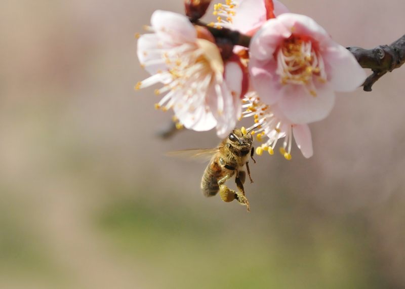 plum blossom & bee_c0334250_21011651.jpg