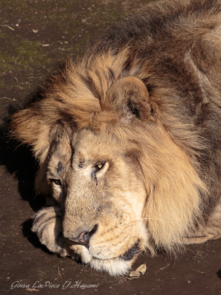 動物のいる風景 上野動物園 おねむのライオン_b0133053_023215.jpg