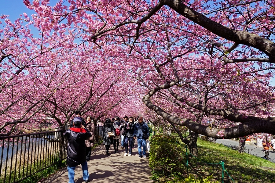 河津桜　　　2015_03_23　更新_e0229455_00415390.jpg