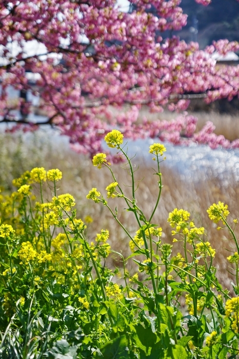 河津桜　　　2015_03_23　更新_e0229455_00420692.jpg