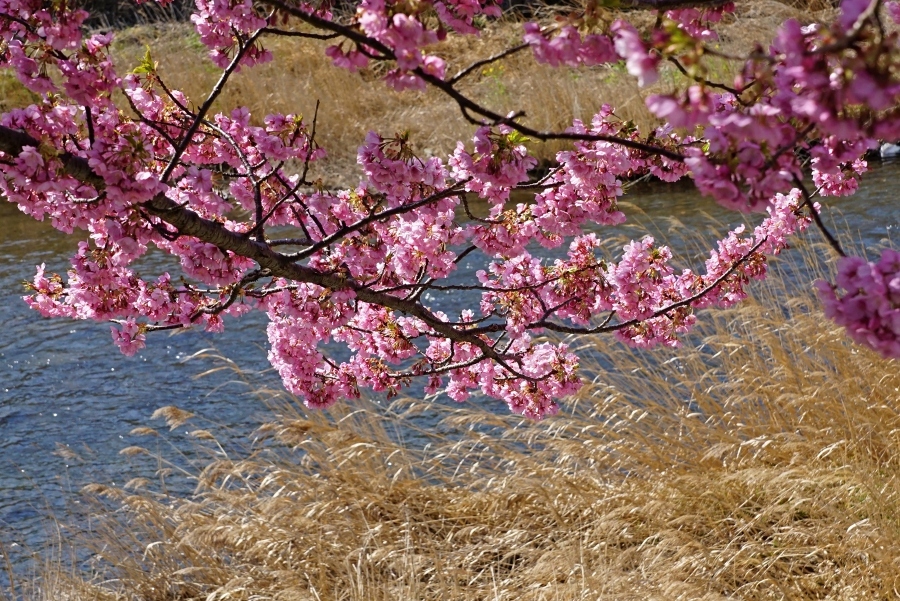 河津桜　　　2015_03_23　更新_e0229455_00421090.jpg