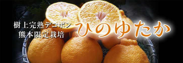 デコポン(肥後ポン) プレミアムオレンジ&蔵出し完熟デコポン『不知火』まもなく販売スタート_a0254656_1701382.jpg