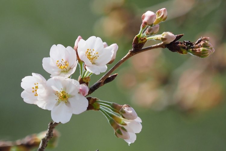 今年最初の桜　　御船町自然運動公園と沼山津神社_b0123359_20171153.jpg