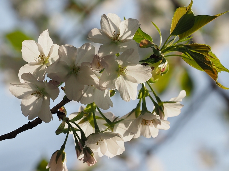 今年最初の桜　　御船町自然運動公園と沼山津神社_b0123359_20342949.jpg