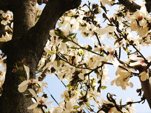 桜・抹茶シフォン●_e0269965_1235593.jpg