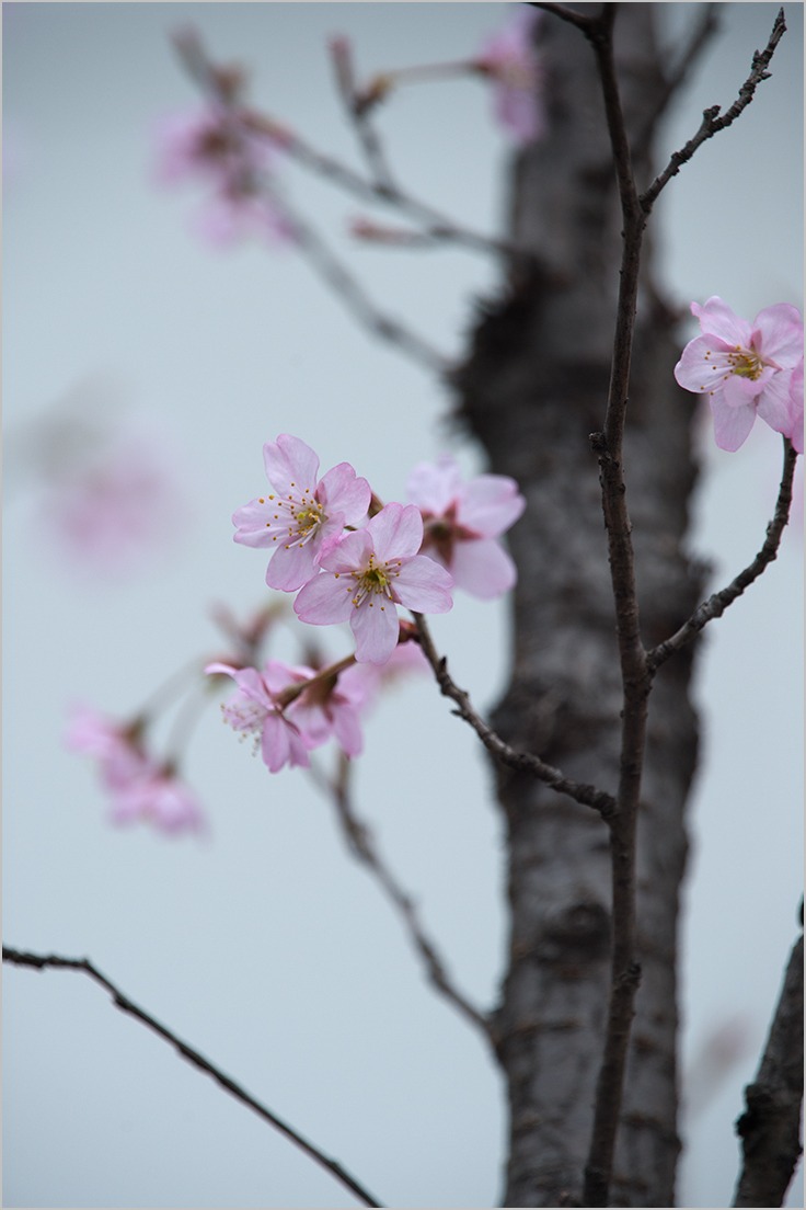 淡い彼岸桜２_a0261169_14394358.jpg