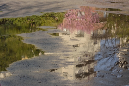 桜の季節_b0183370_2259151.jpg