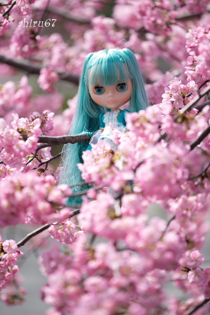 2015 桜　ー3−  初音ミクミーツブライス_c0153672_23302357.jpg