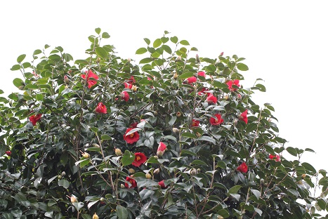 f0203772_15422255.jpg