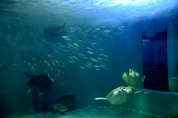 2015年5月に閉館予定!マリンピア松島水族館写真&動画_e0171573_20114791.jpg