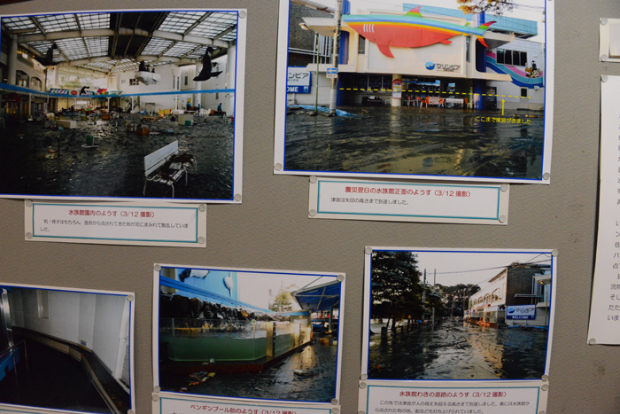 2015年5月に閉館予定!マリンピア松島水族館写真&動画_e0171573_20115820.jpg