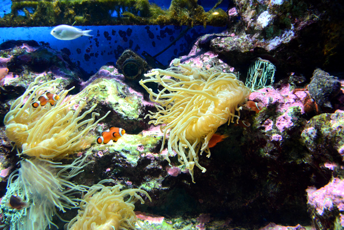 2015年5月に閉館予定!マリンピア松島水族館写真&動画_e0171573_2012132.jpg