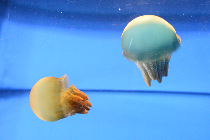 2015年5月に閉館予定!マリンピア松島水族館写真&動画_e0171573_20122783.jpg